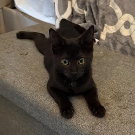 Stormi, a Adoptable mixed breed in Miami, FL image 3/3