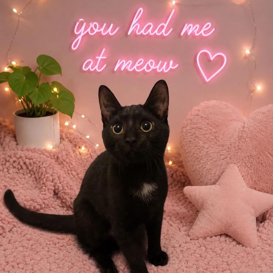 Stormi, Adoptable, Young Female Bombay & Domestic Short Hair.