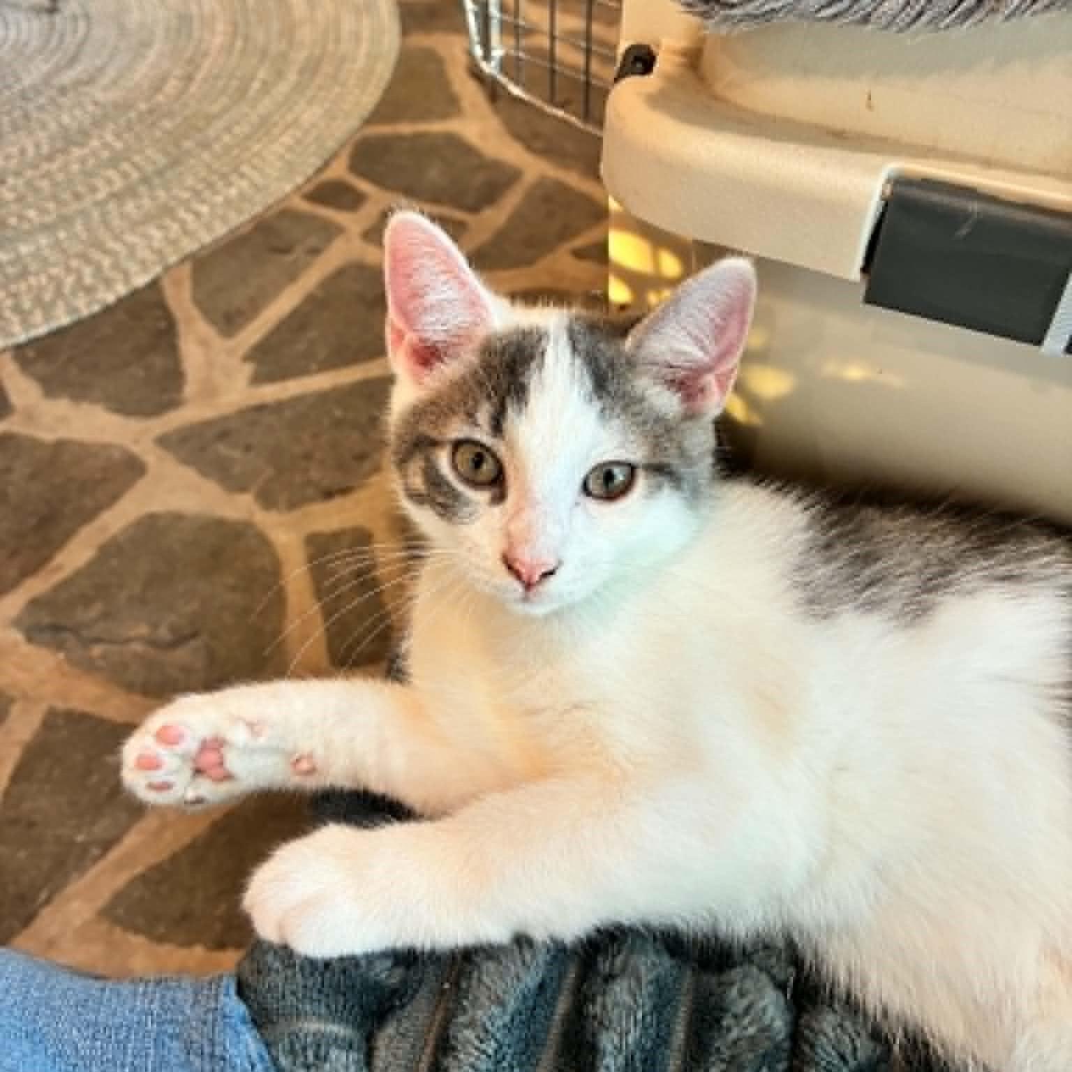 Enlarge Geode, a Adopted Domestic Short Hair in Hawley, PA image 6/6