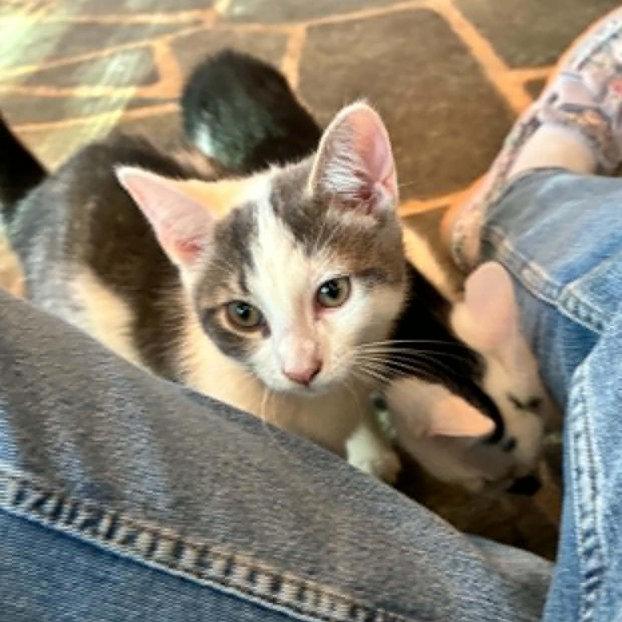Enlarge Geode, a Adopted Domestic Short Hair in Hawley, PA image 4/6