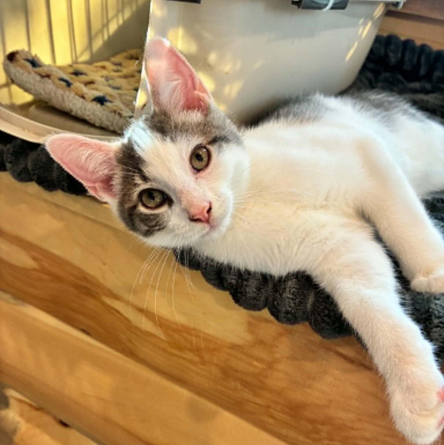 Enlarge Geode, a Adopted Domestic Short Hair in Hawley, PA image 2/6