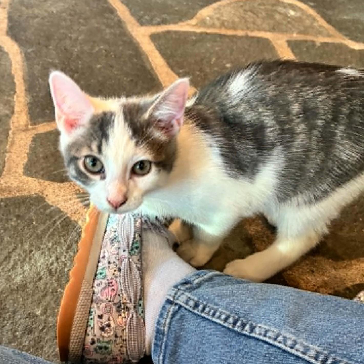Geode, Adopted, Kitten Male Domestic Short Hair.