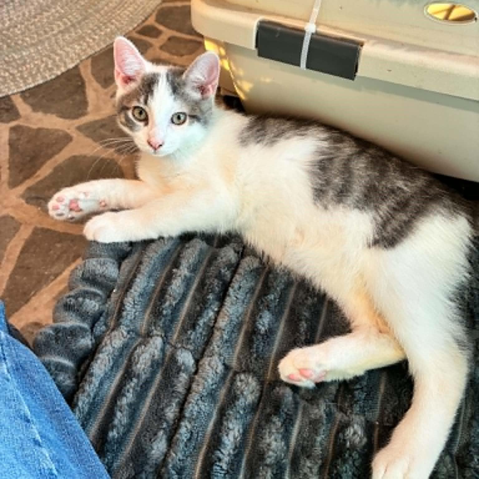 Enlarge Geode, a Adopted Domestic Short Hair in Hawley, PA image 3/6