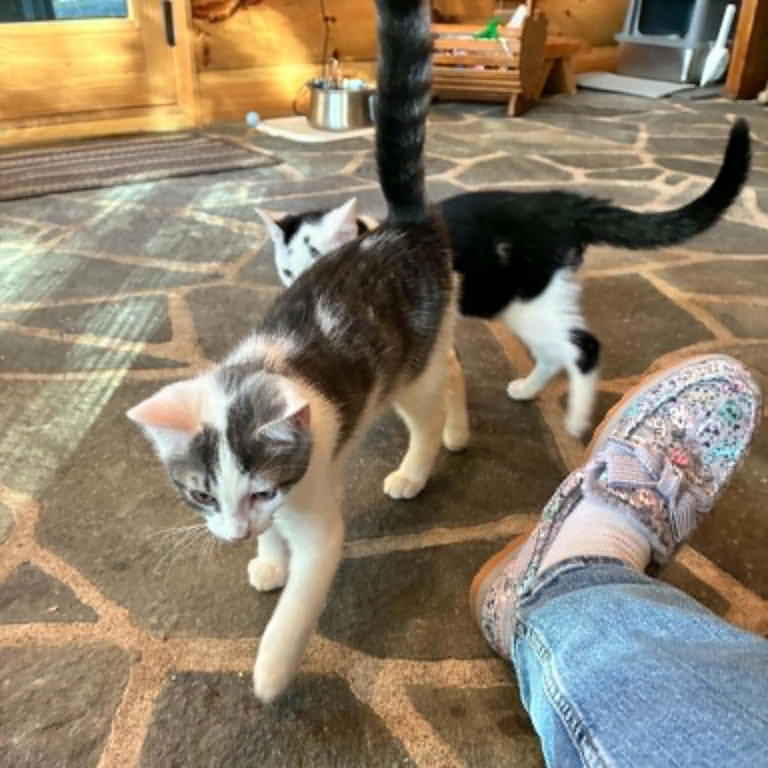 Enlarge Geode, a Adopted Domestic Short Hair in Hawley, PA image 5/6