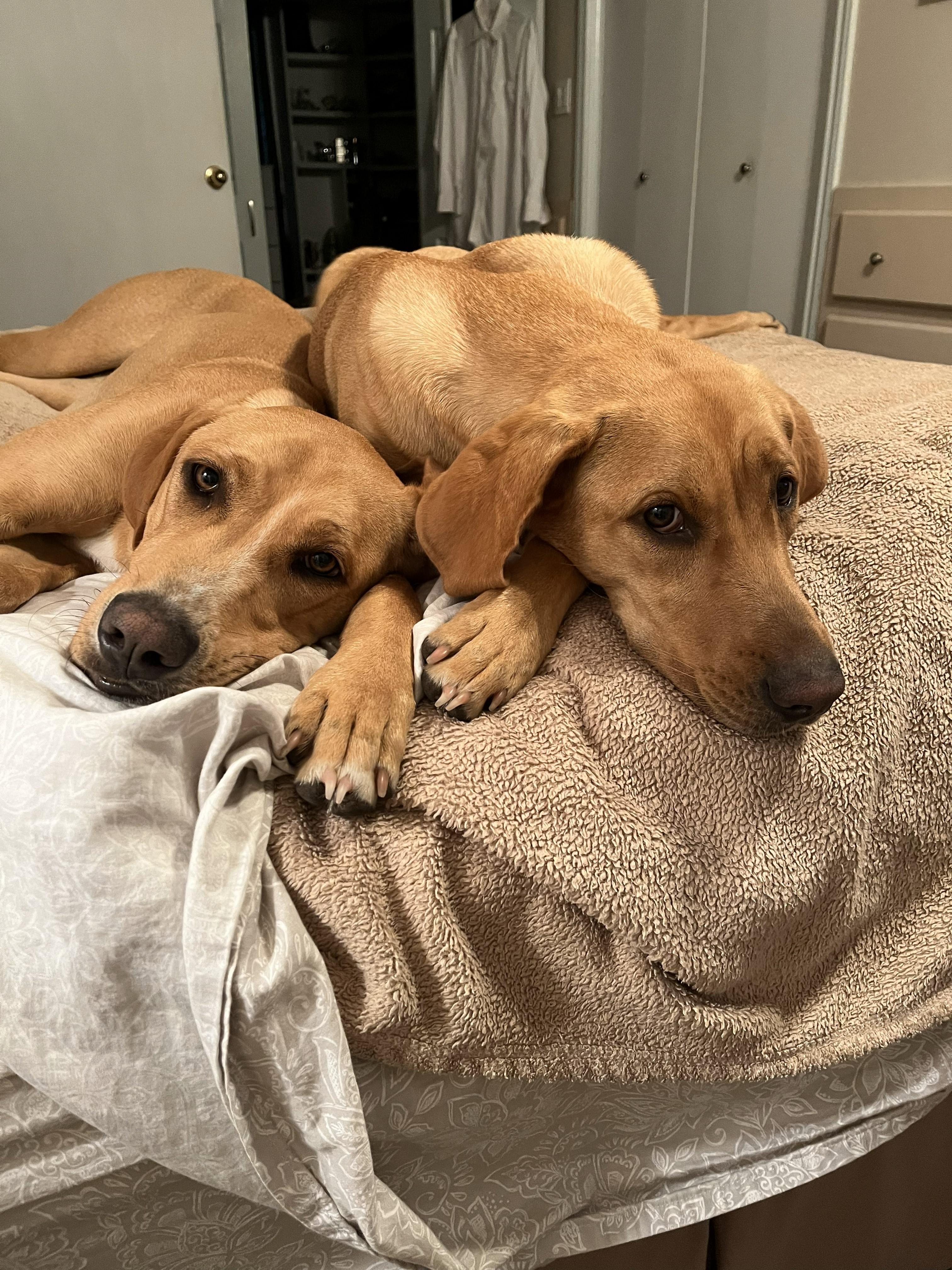 Daisy & Molly, a ADOPTABLE mixed breed in Dallas, TX image 1/2