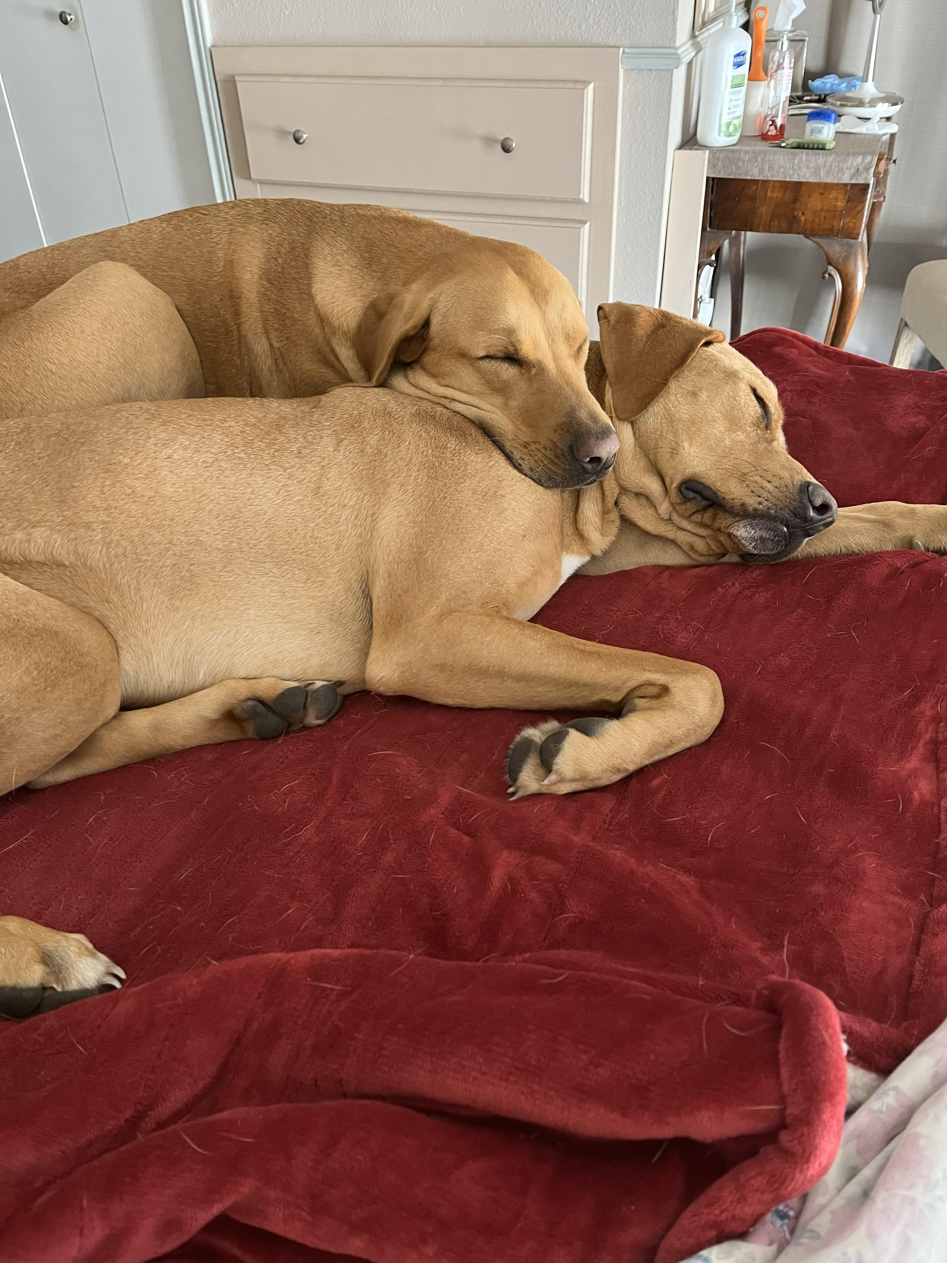 Daisy & Molly, a ADOPTABLE mixed breed in Dallas, TX image 2/2