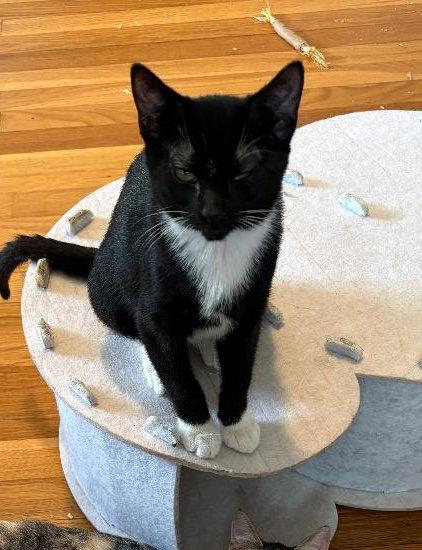 James C Sullivan Weaver, Adoptable, Kitten Male Tuxedo.