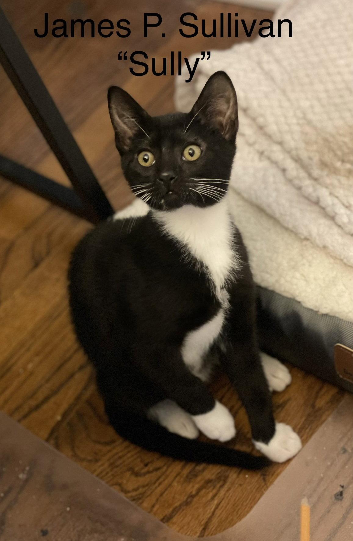 Enlarge James C Sullivan Weaver, a Adoptable Tuxedo in Saunderstown, RI image 2/3