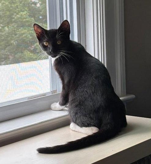 Enlarge James C Sullivan Weaver, a Adoptable Tuxedo in Saunderstown, RI image 3/3
