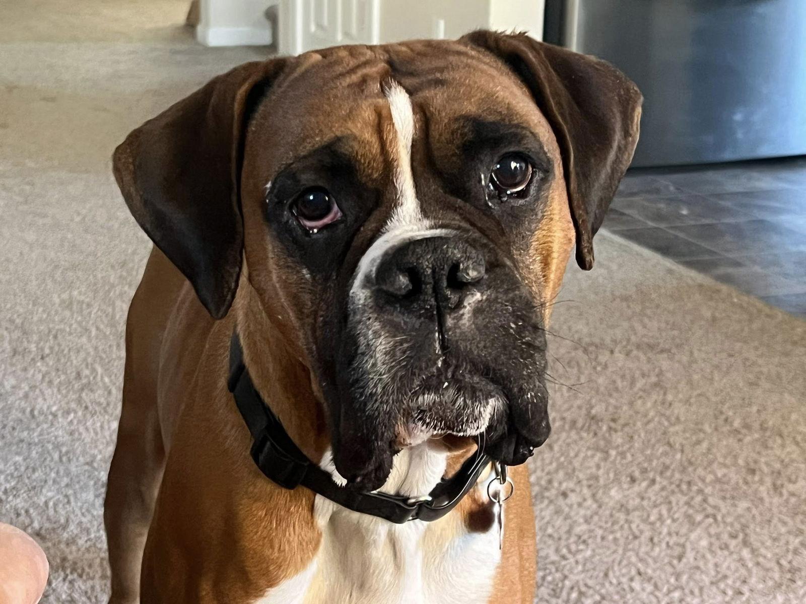 Big Jim, Adoptable, Adult Male Boxer.