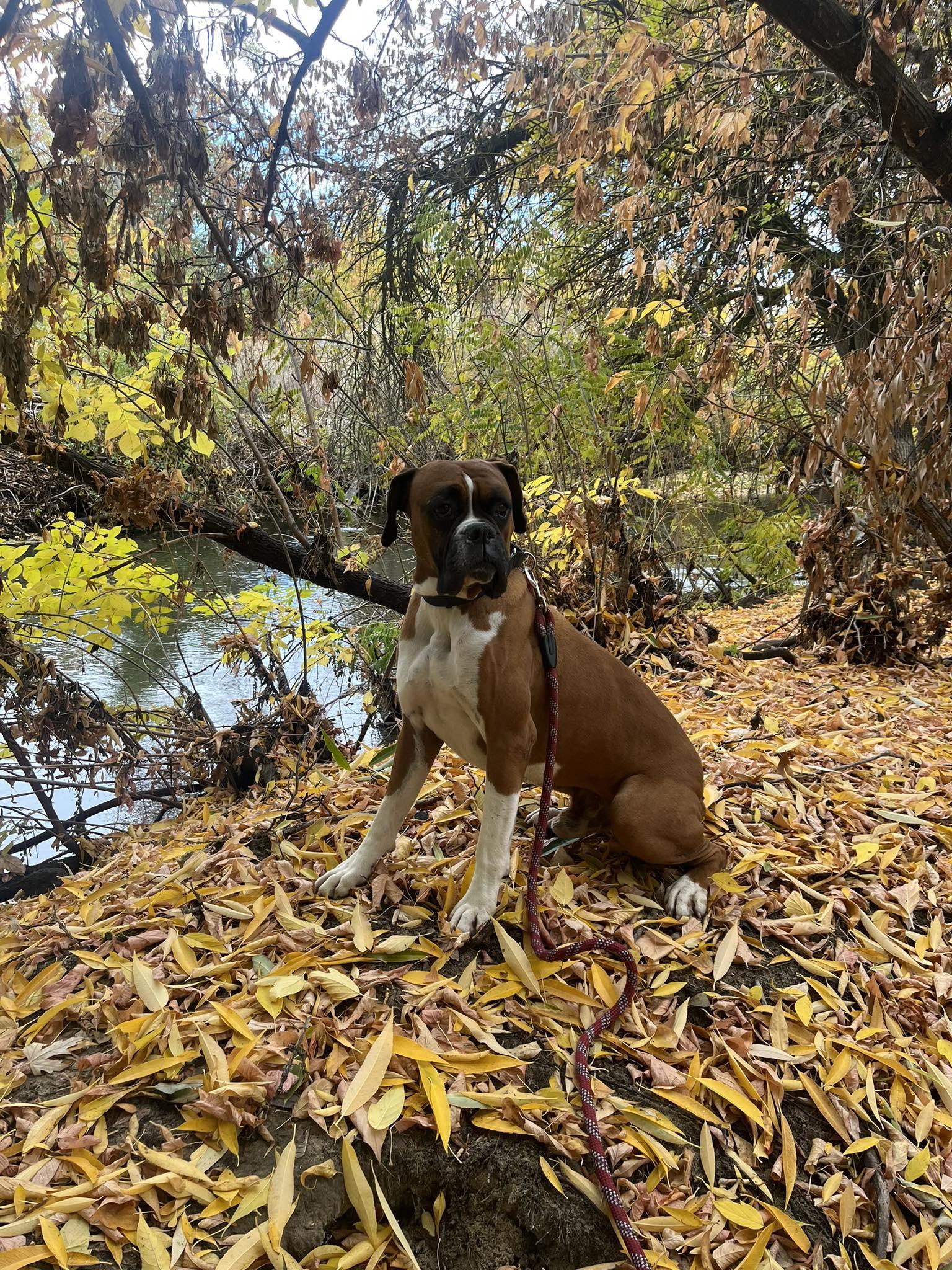 Big Jim, a Adoptable Boxer in Woodinville, WA image 2/3