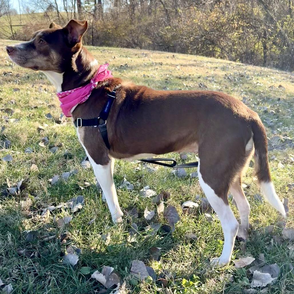 Hannah P4P, Adoptable, Adult Female Mixed Breed.