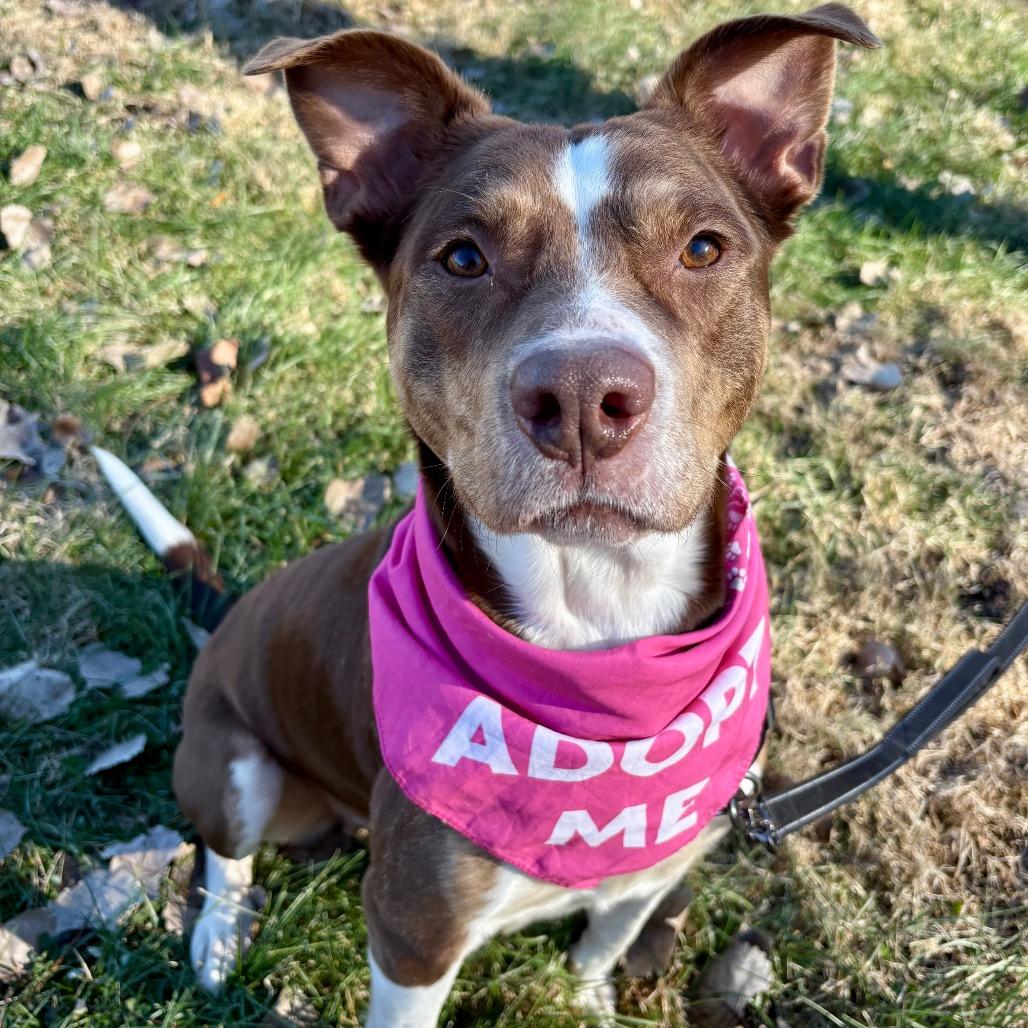 Enlarge Hannah P4P, a Adoptable Mixed Breed in St Joseph, MO image 2/4