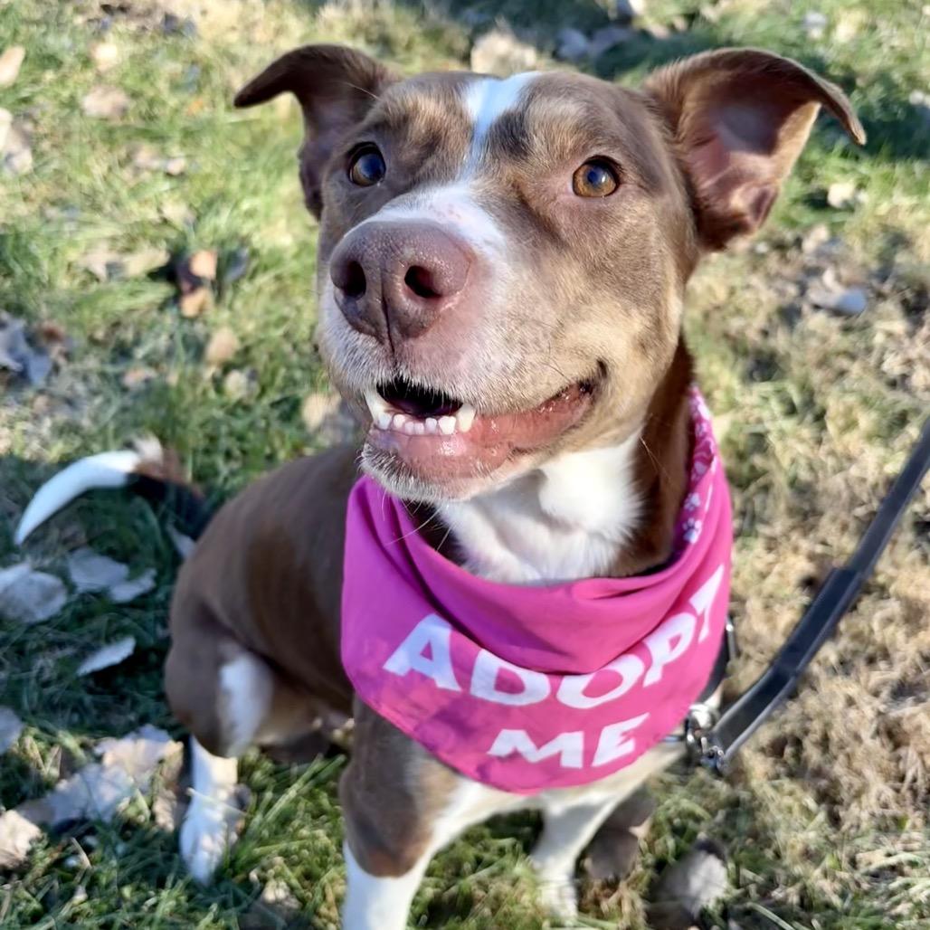 Enlarge Hannah P4P, a Adoptable Mixed Breed in St Joseph, MO image 3/4