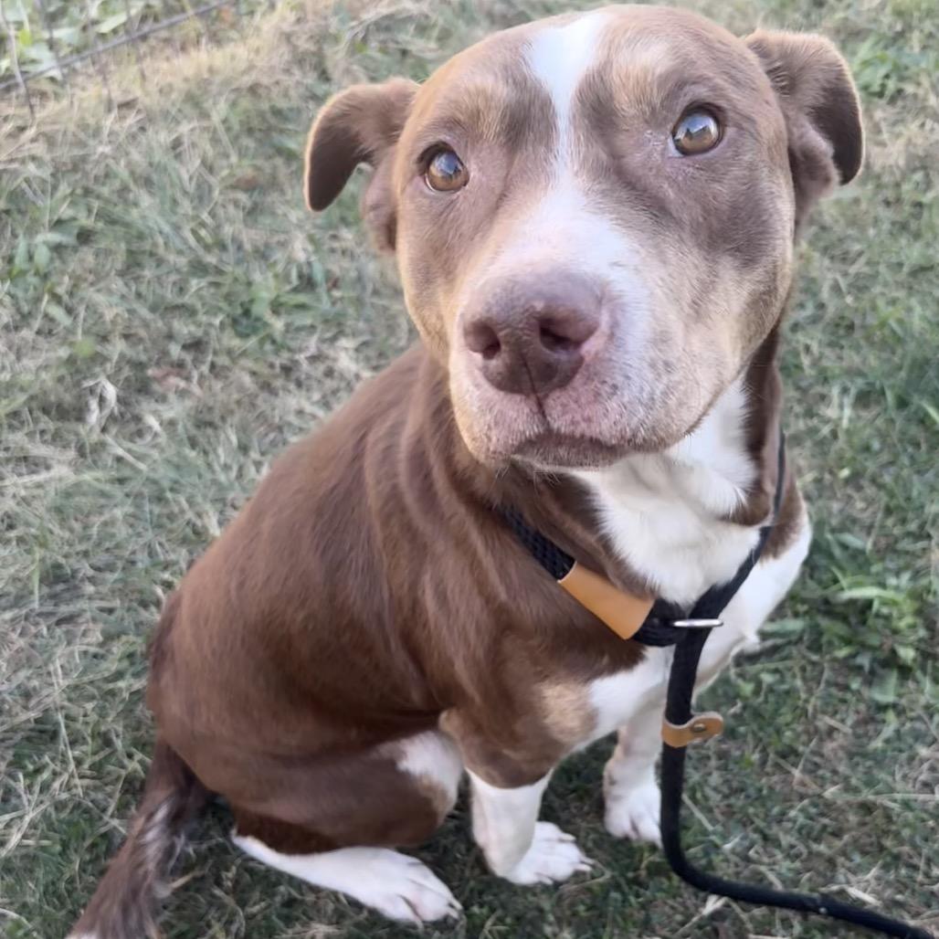 Enlarge Hannah P4P, a Adoptable Mixed Breed in St Joseph, MO image 4/4