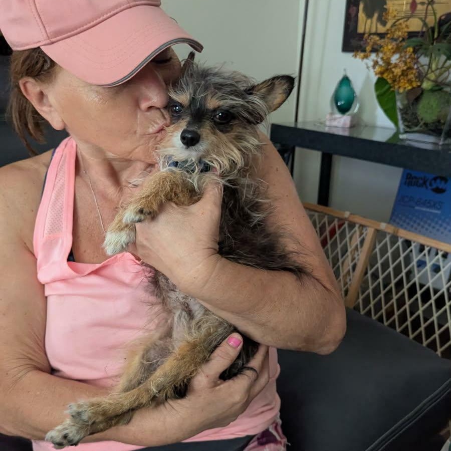 Enlarge Tom, an adopted Yorkshire Terrier in Williston, VT image 6/6