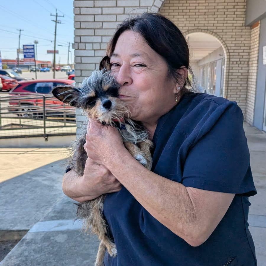 Enlarge Tom, an adopted Yorkshire Terrier in Williston, VT image 4/6