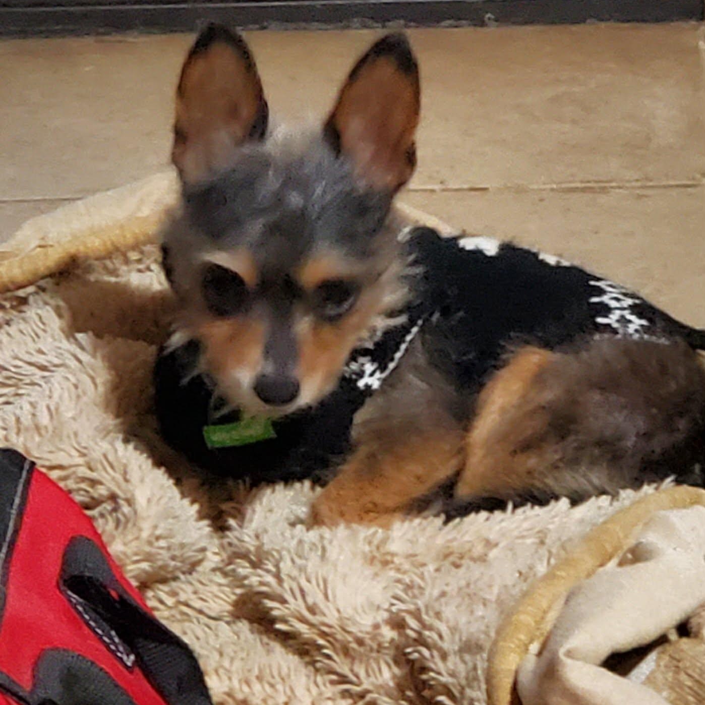 Enlarge Tom, an adopted Yorkshire Terrier in Williston, VT image 3/6