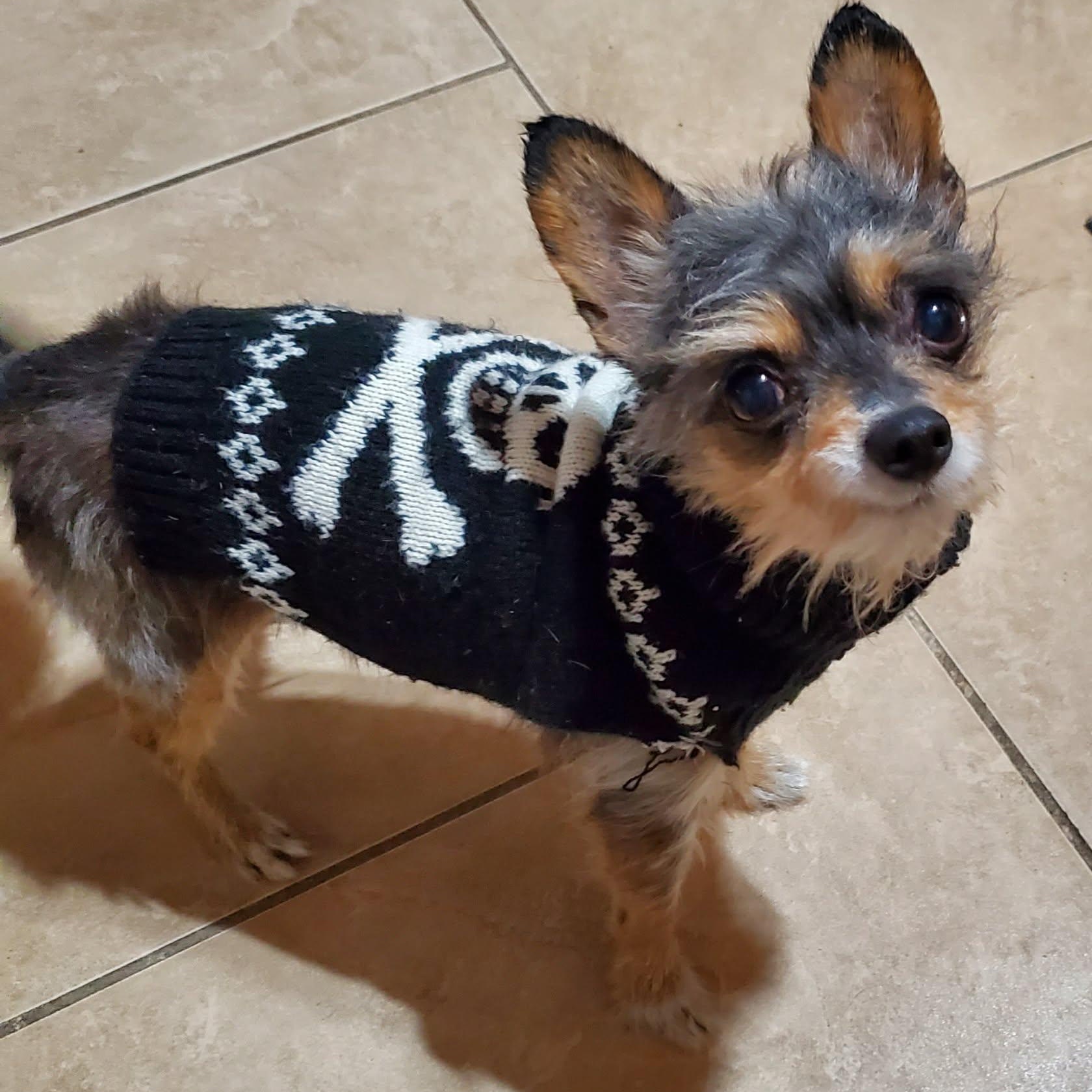 Enlarge Tom, an adopted Yorkshire Terrier in Williston, VT image 1/6