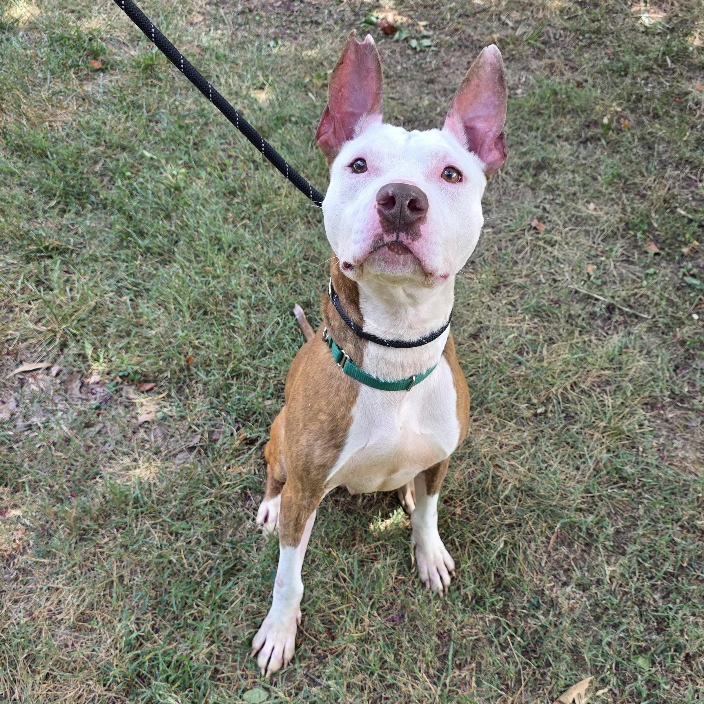 Enlarge Lobster, a Adoptable Mixed Breed in Greensboro, NC image 6/6