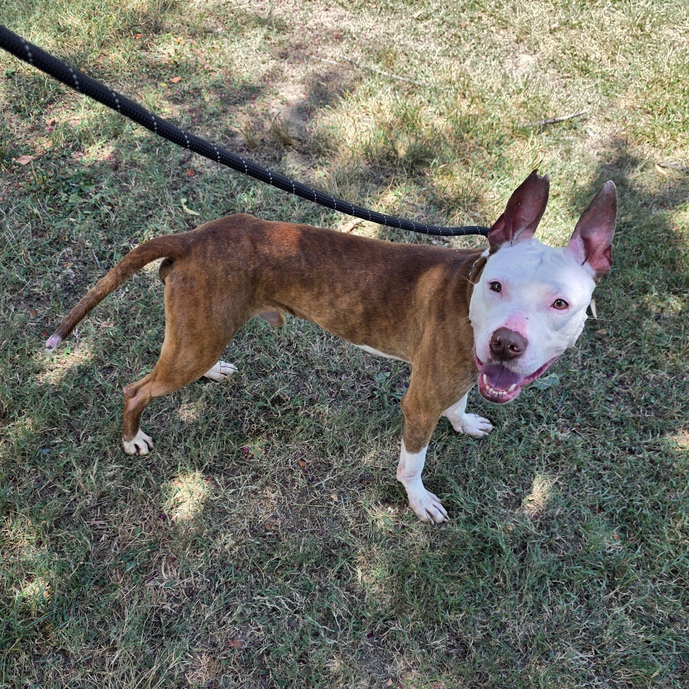 Enlarge Lobster, a Adoptable Mixed Breed in Greensboro, NC image 5/6