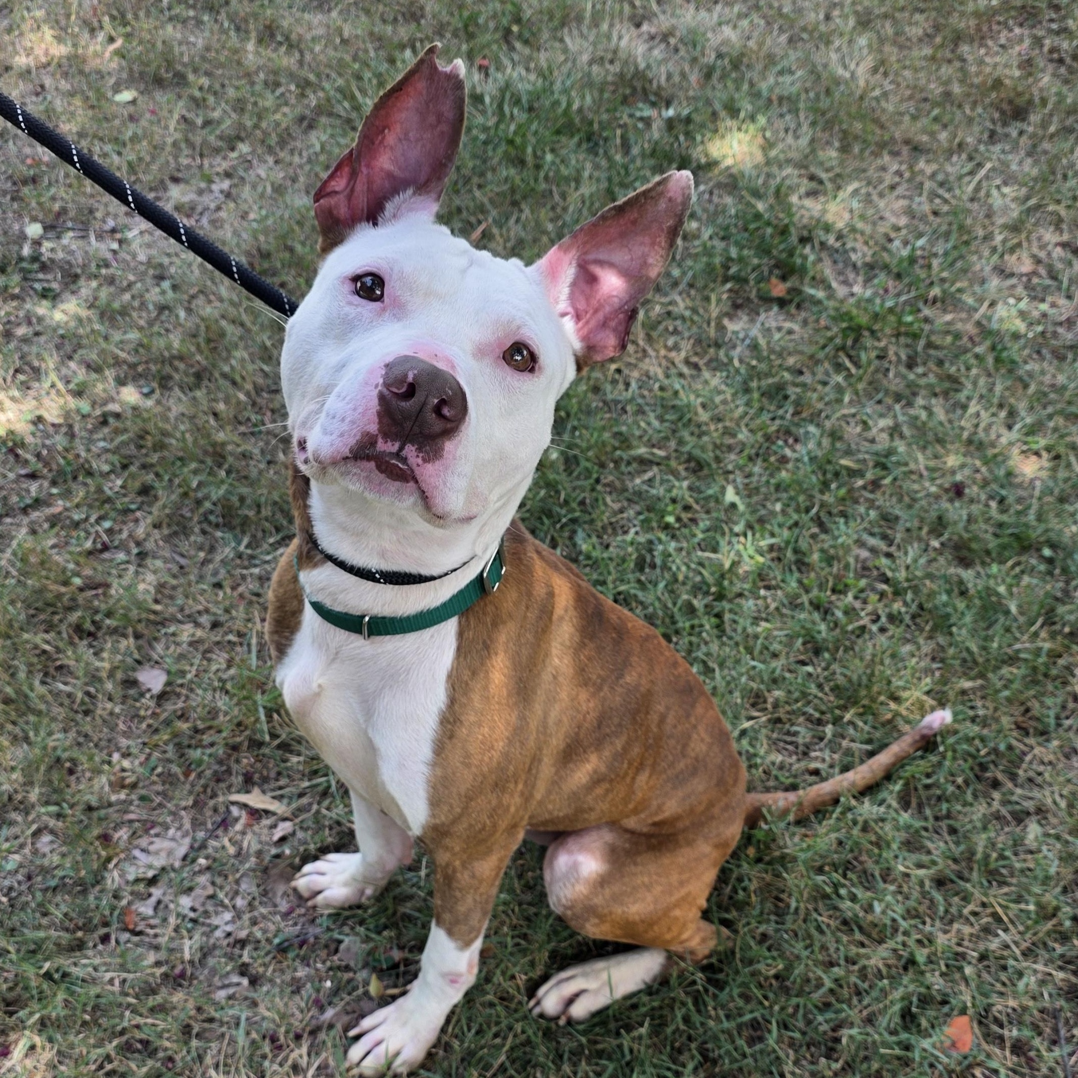 Enlarge Lobster, a Adoptable Mixed Breed in Greensboro, NC image 1/6