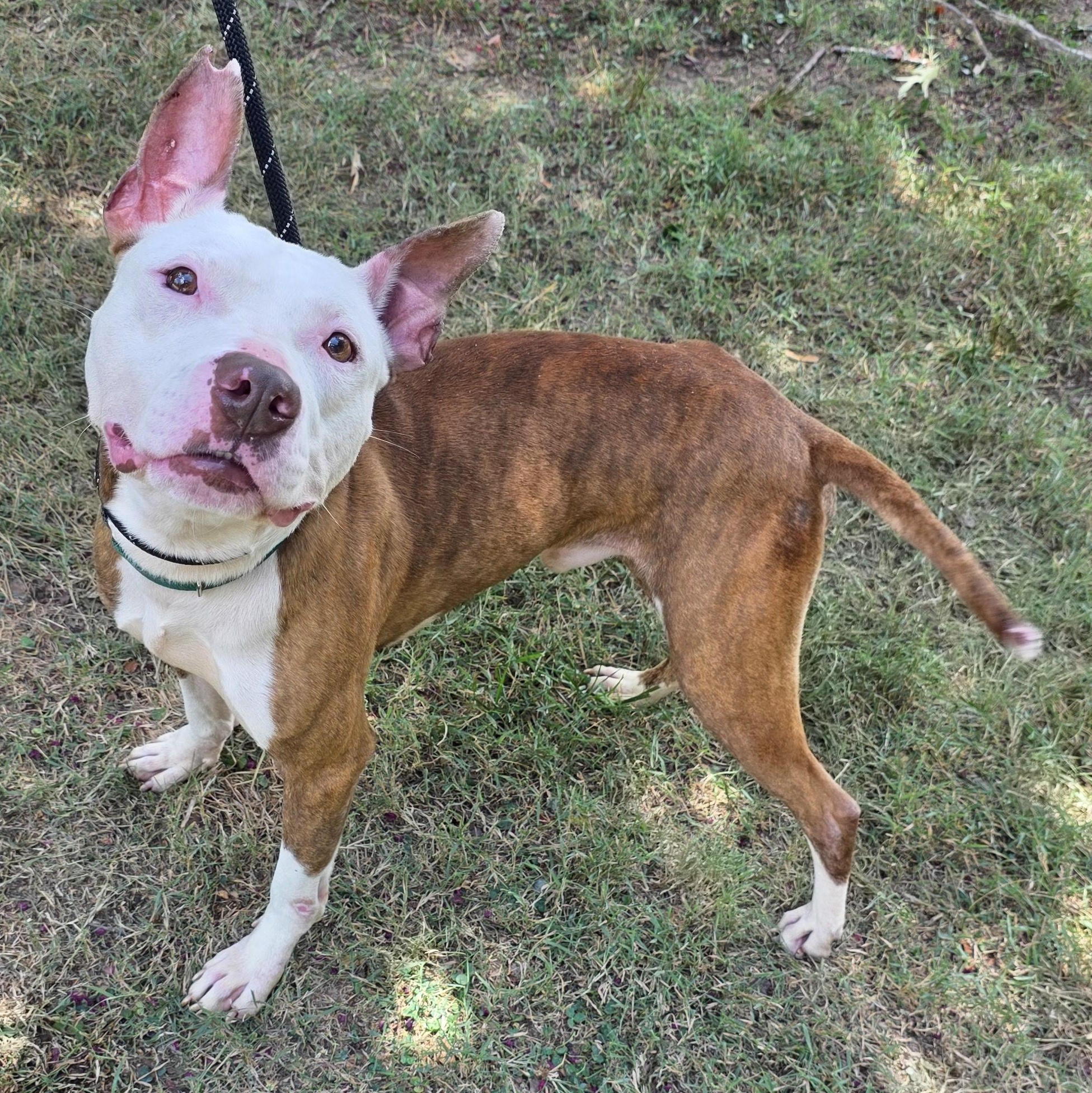Enlarge Lobster, a Adoptable Mixed Breed in Greensboro, NC image 2/6