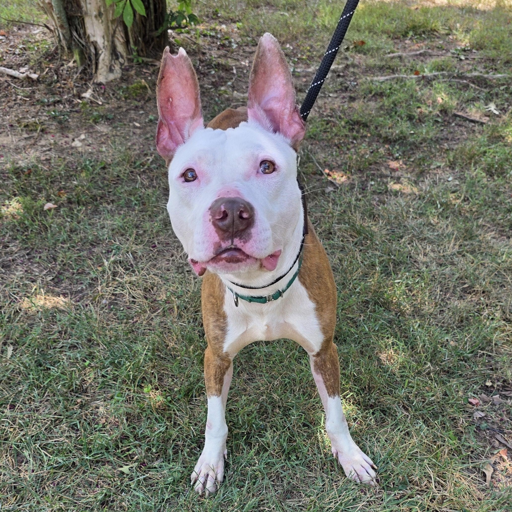 Enlarge Lobster, a Adoptable Mixed Breed in Greensboro, NC image 3/6