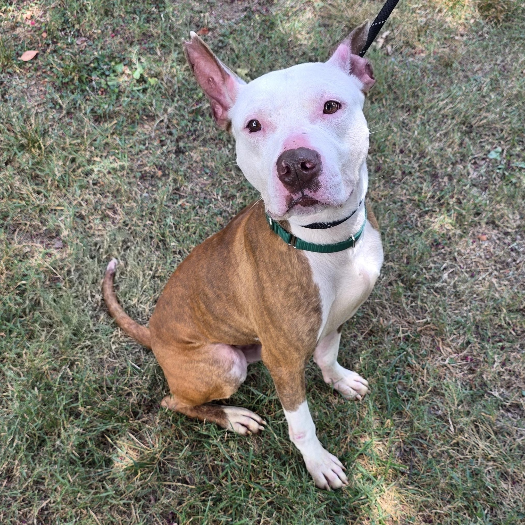 Enlarge Lobster, a Adoptable Mixed Breed in Greensboro, NC image 4/6