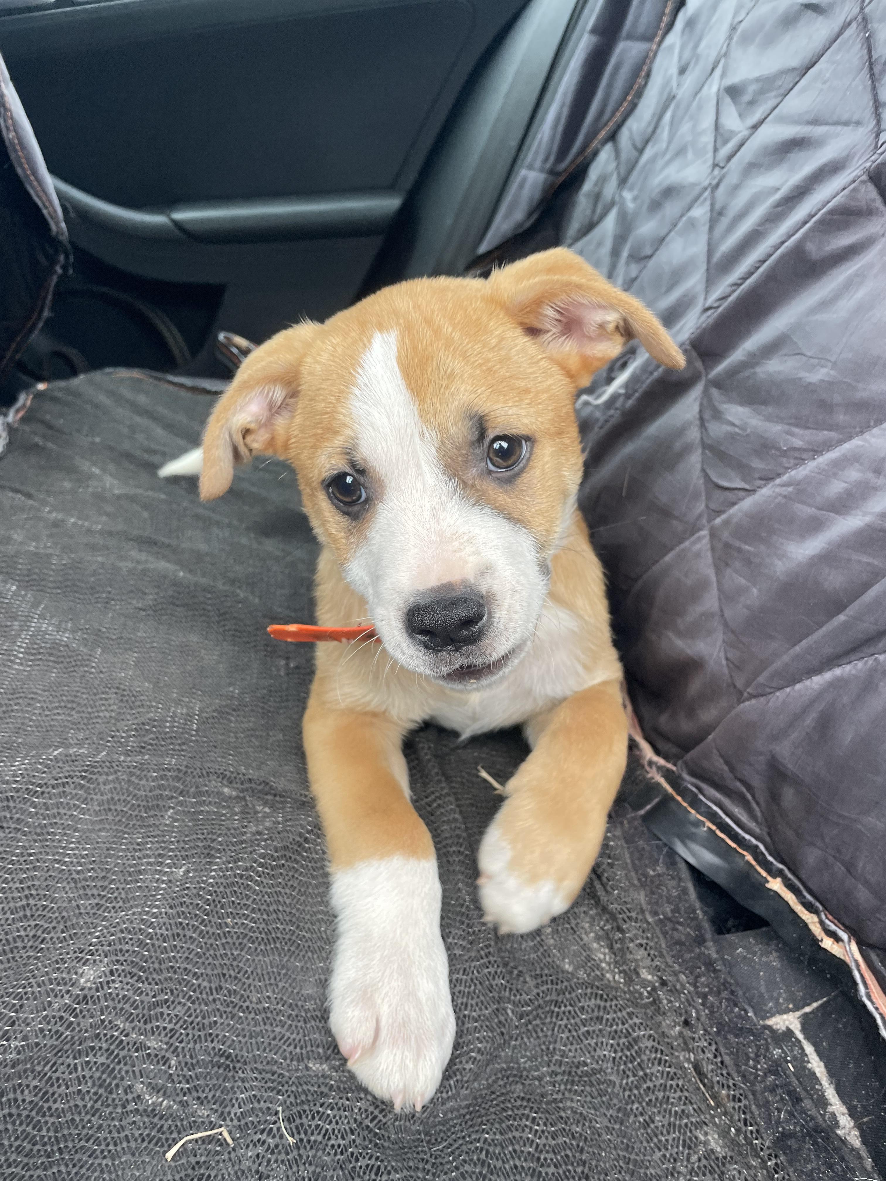 Juice, Adoptable, Puppy Male Australian Shepherd.