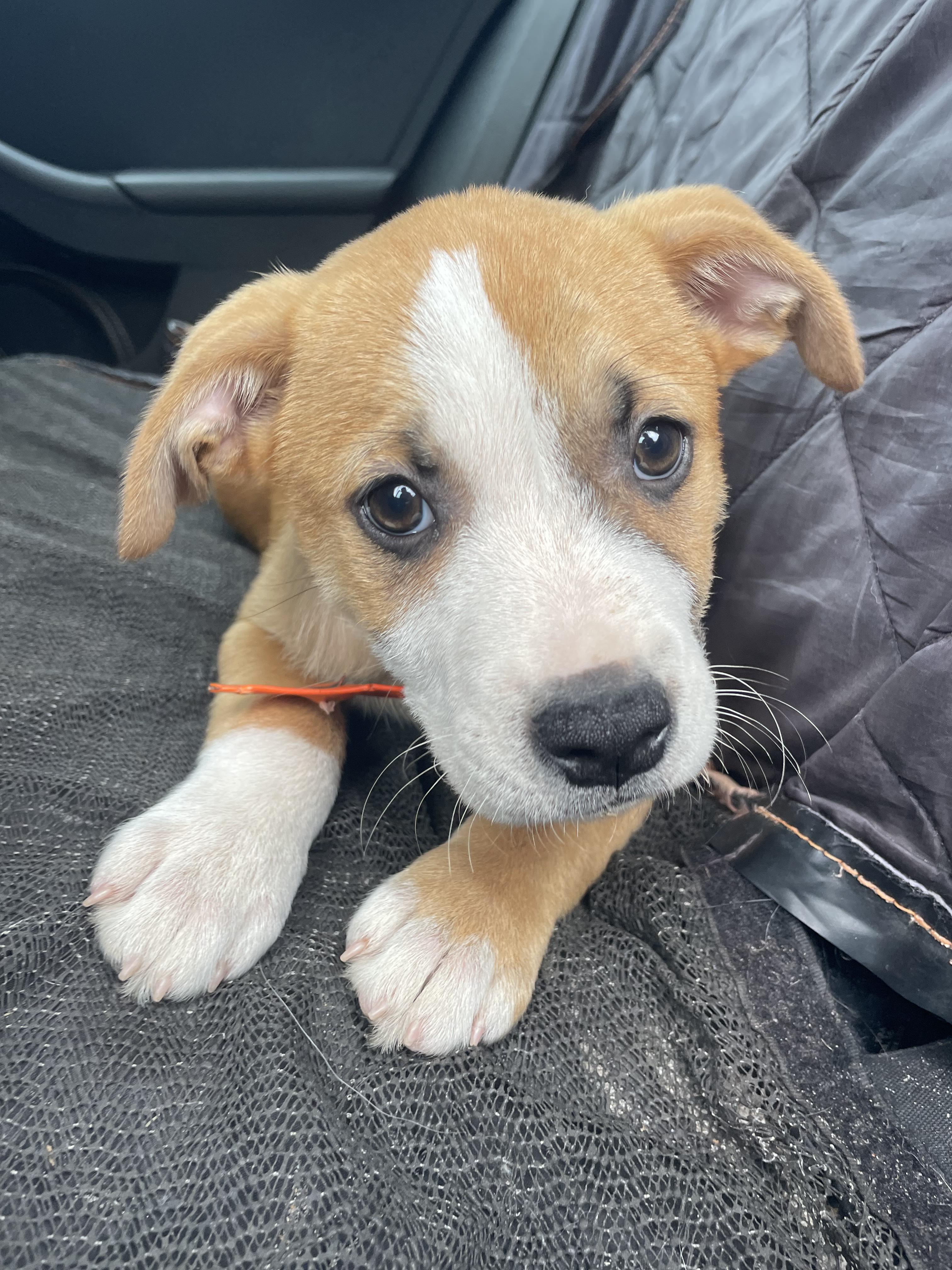 Juice, a Adoptable mixed breed in Bradenton, FL image 4/6