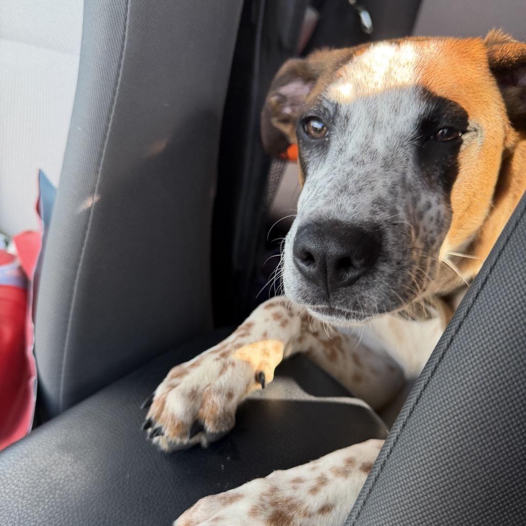 Mila, Adoptable, Young Female Mixed Breed.