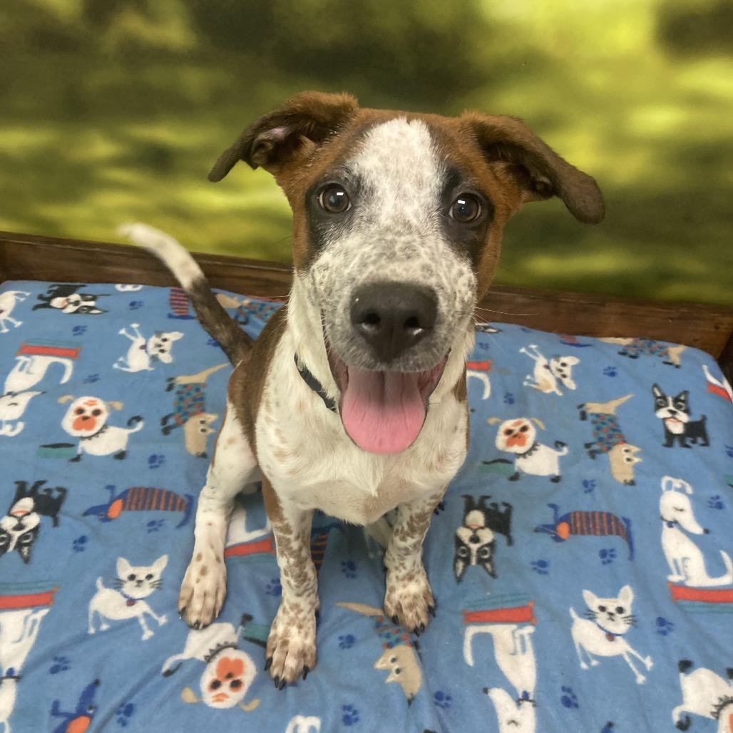 Enlarge Mila, a Adoptable Mixed Breed in Auburn, NH image 2/6