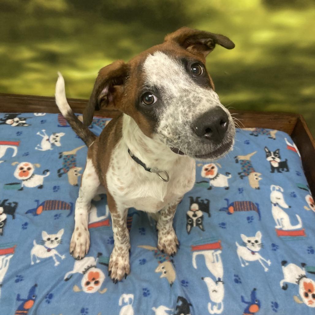 Enlarge Mila, a Adoptable Mixed Breed in Auburn, NH image 3/6