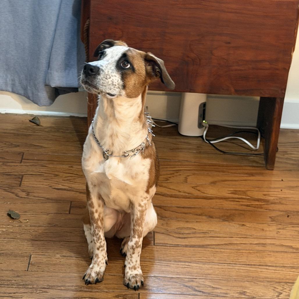 Enlarge Mila, a Adoptable Mixed Breed in Auburn, NH image 4/6