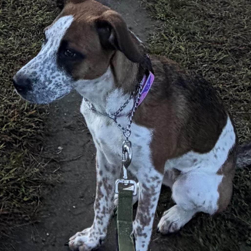 Enlarge Mila, a Adoptable Mixed Breed in Auburn, NH image 5/6