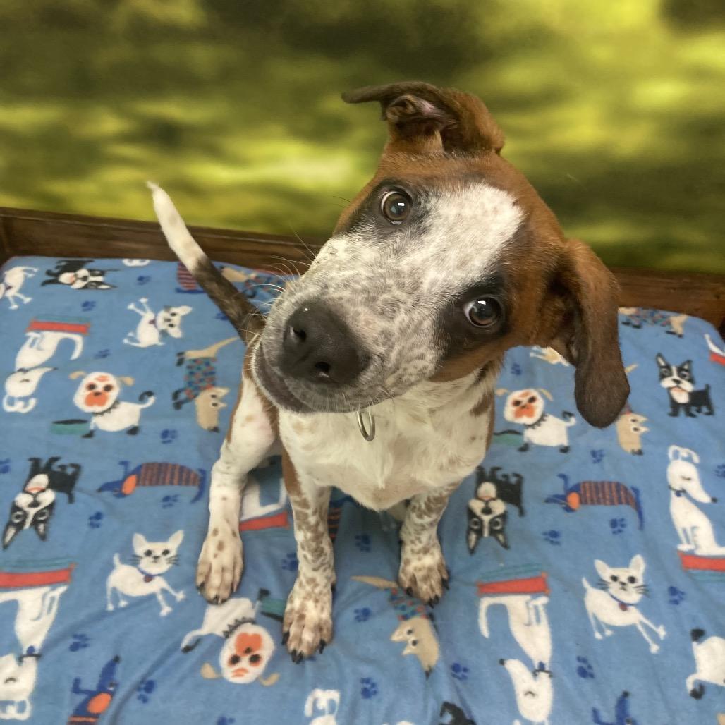 Enlarge Mila, a Adoptable Mixed Breed in Auburn, NH image 6/6