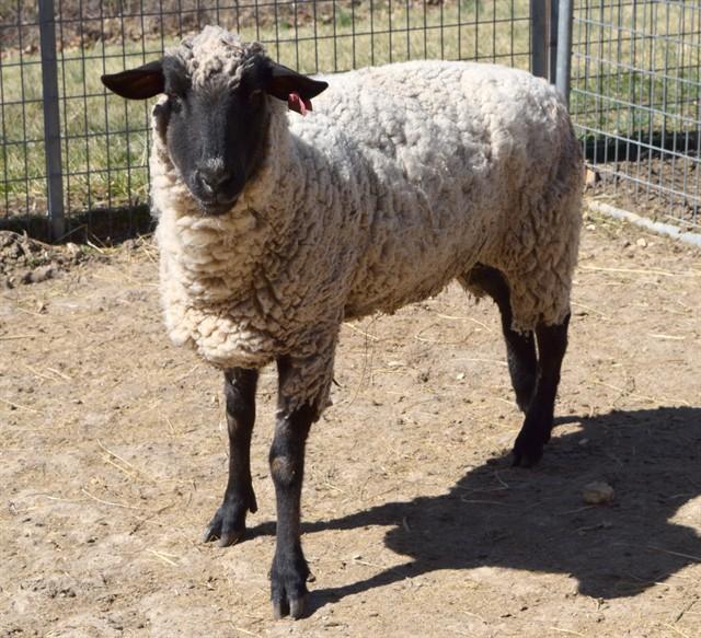Enlarge MILA, a Adoptable Sheep in Union, MO image 1/2
