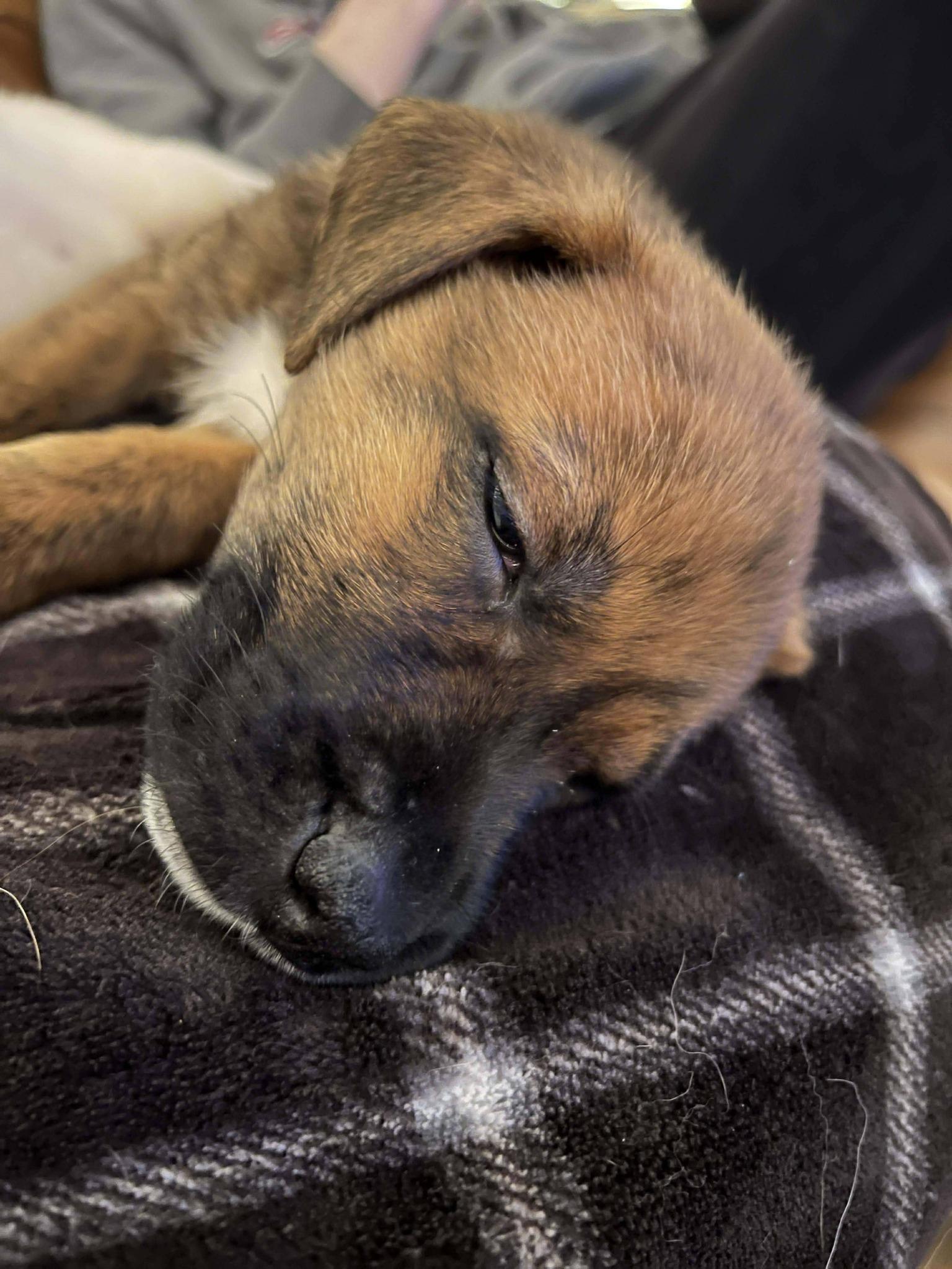 Courtney, a ADOPTABLE mixed breed in London, ON image 4/5