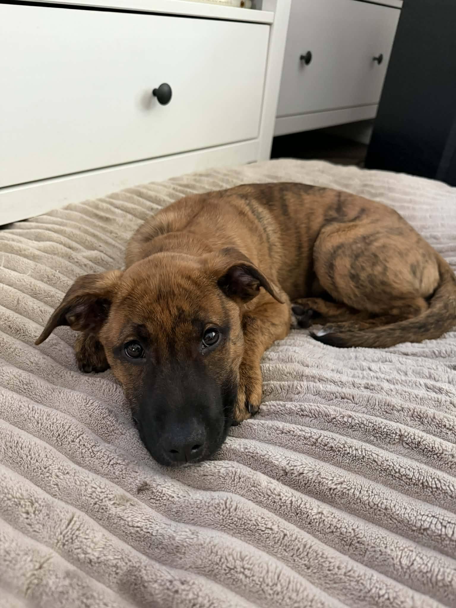 Enlarge Courtney, an adopted mixed breed in London, ON image 3/4