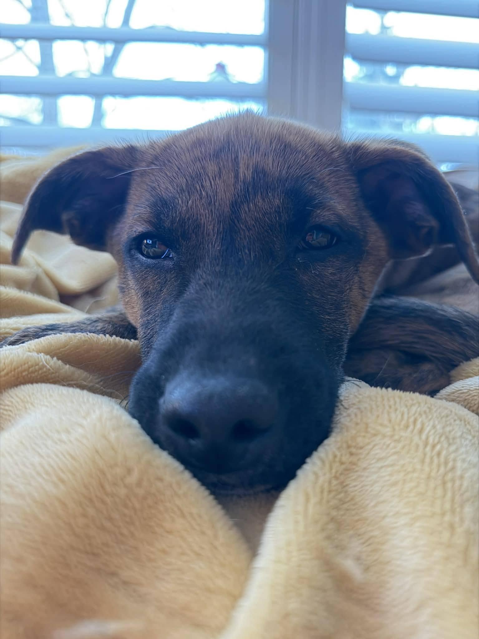 Enlarge Courtney, an adopted mixed breed in London, ON image 2/4