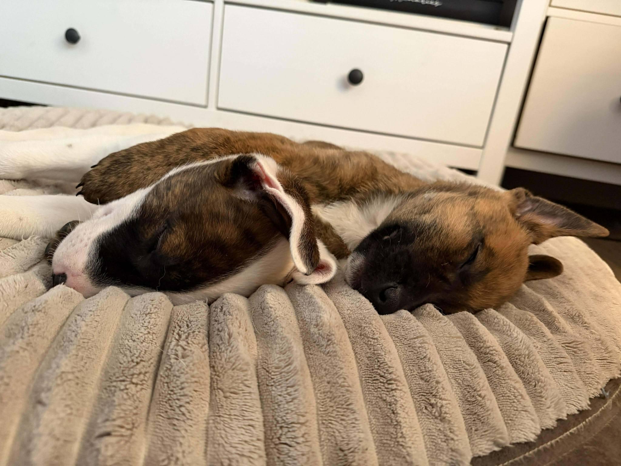 Courtney, a ADOPTABLE mixed breed in London, ON image 2/5