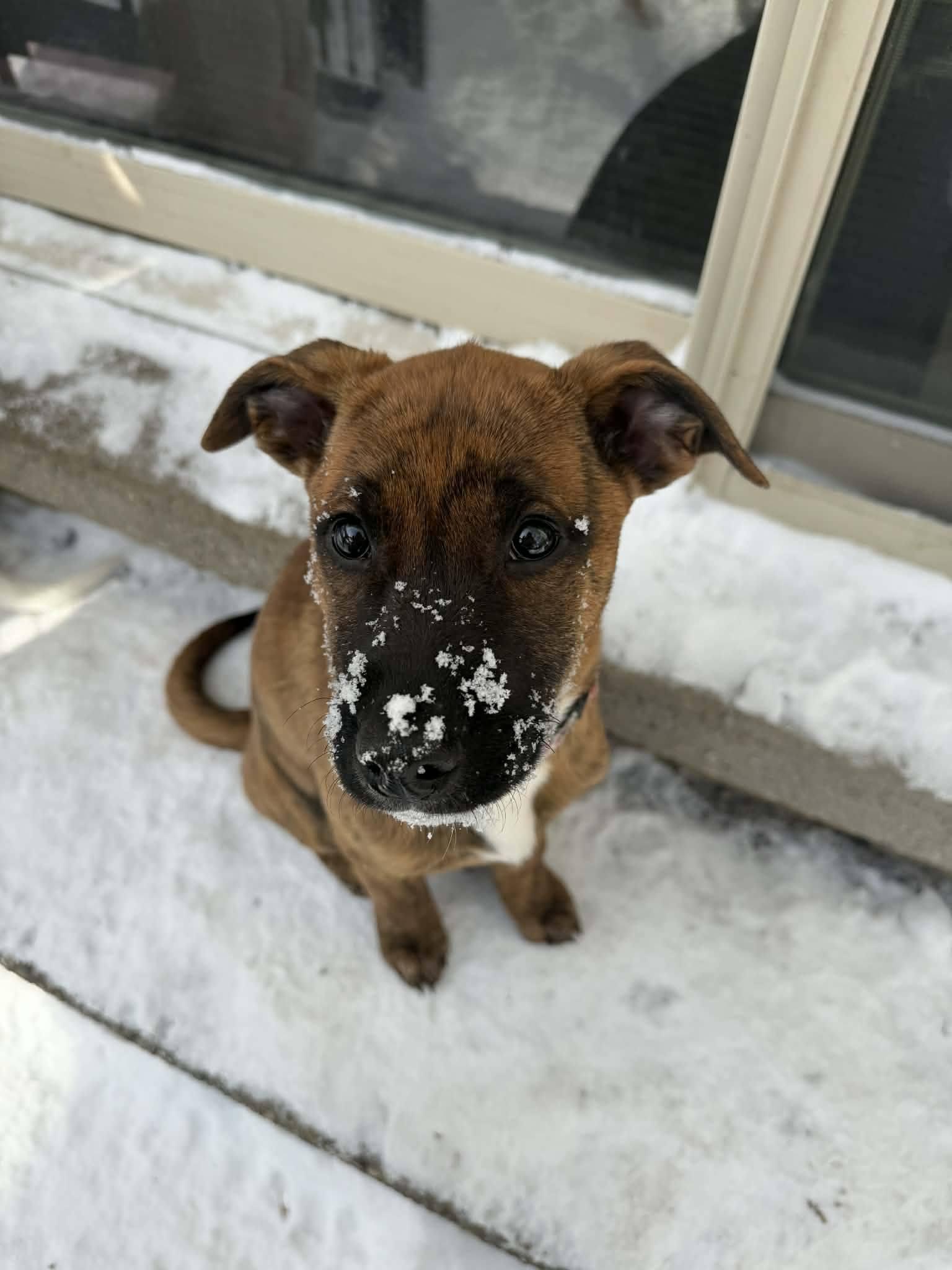 Courtney, adopted, Young Female Canaan Dog & Rhodesian Ridgeback.