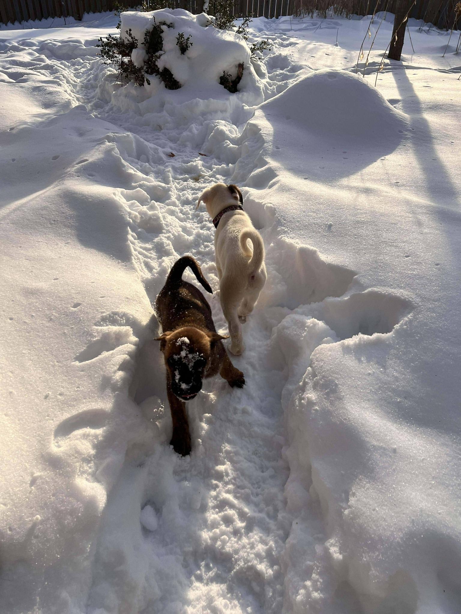 Courtney, a ADOPTABLE mixed breed in London, ON image 3/5