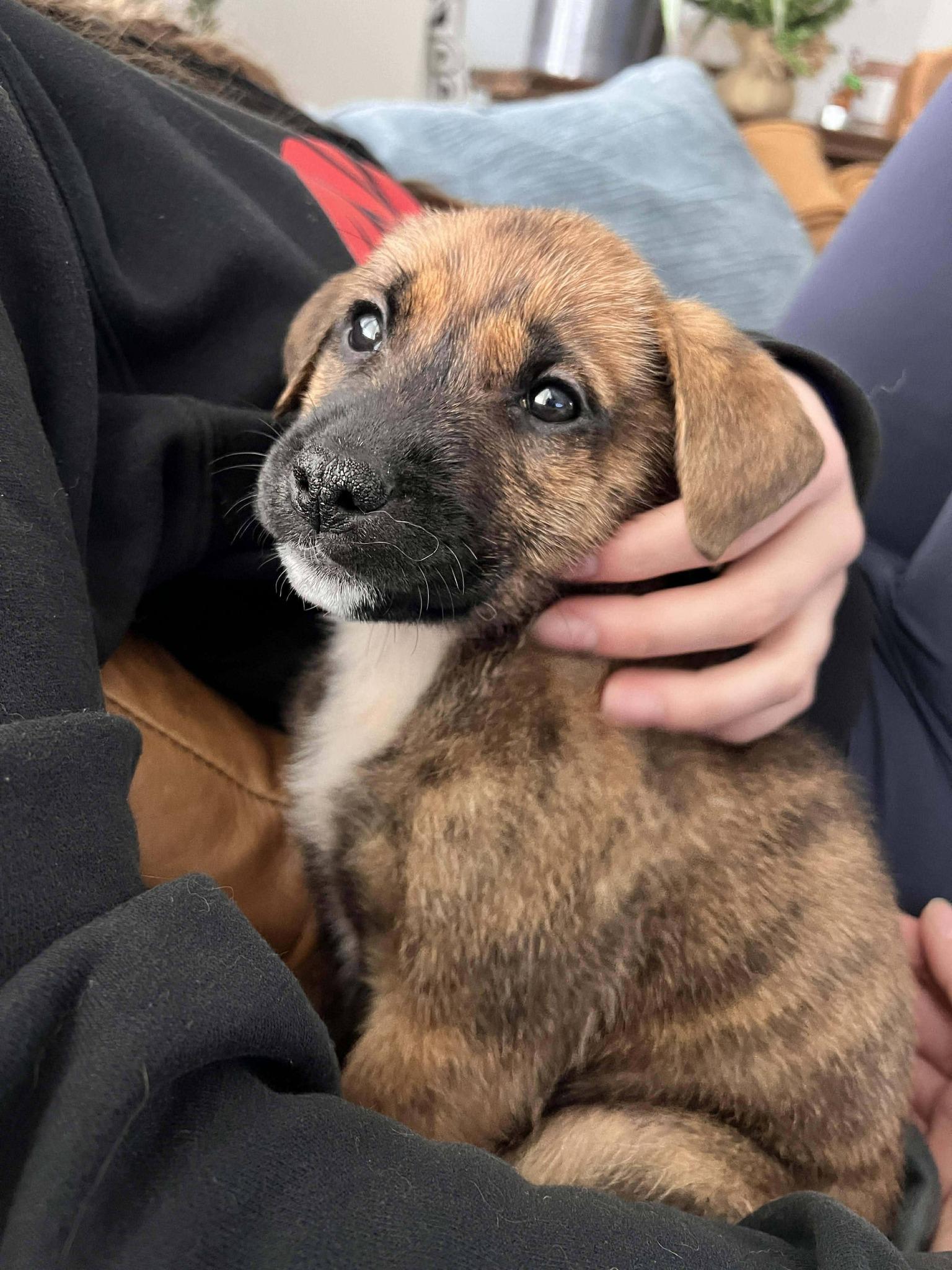 Courtney, a ADOPTABLE mixed breed in London, ON image 1/5