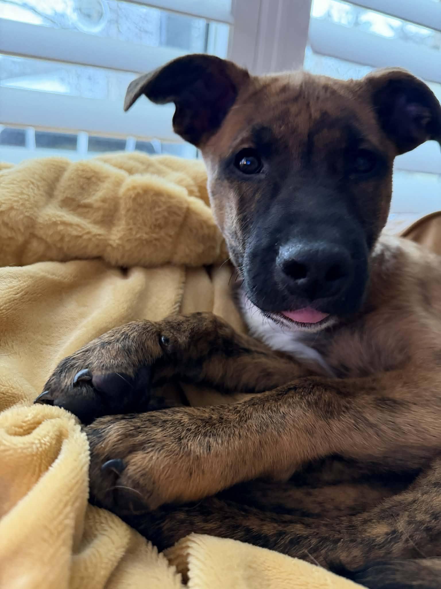 Enlarge Courtney, an adopted mixed breed in London, ON image 4/4