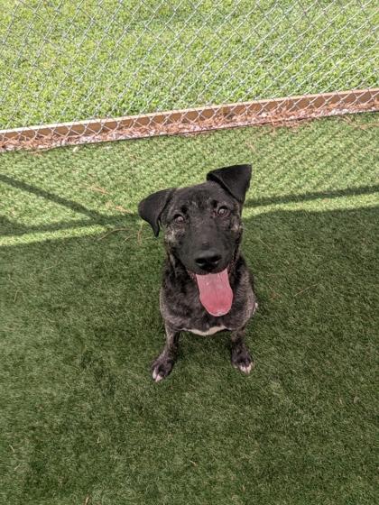 Enlarge Journey, a Adoptable mixed breed in Louisburg, NC image 2/2