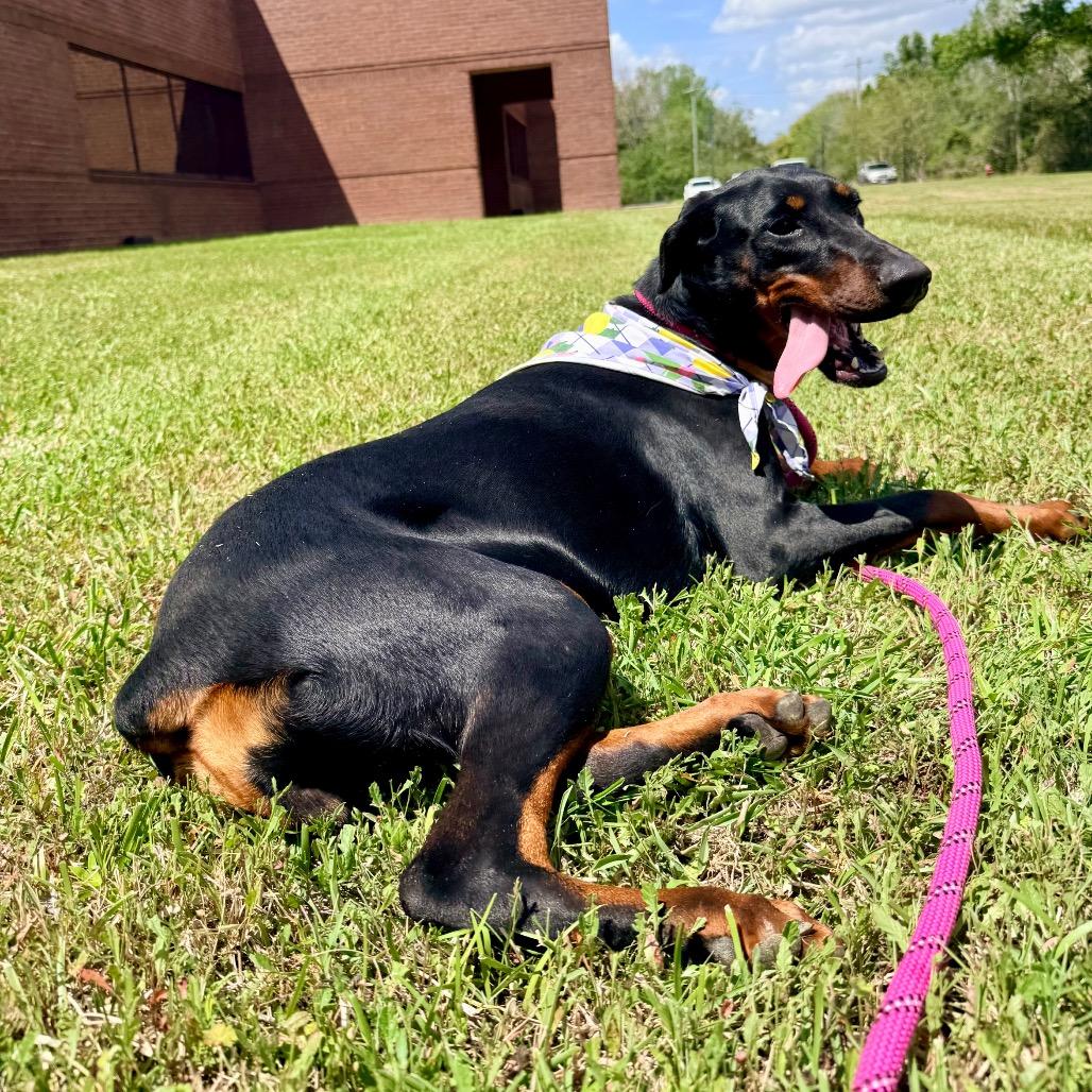 Phonic, an adopted Doberman Pinscher in Rockford, IL image 6/6