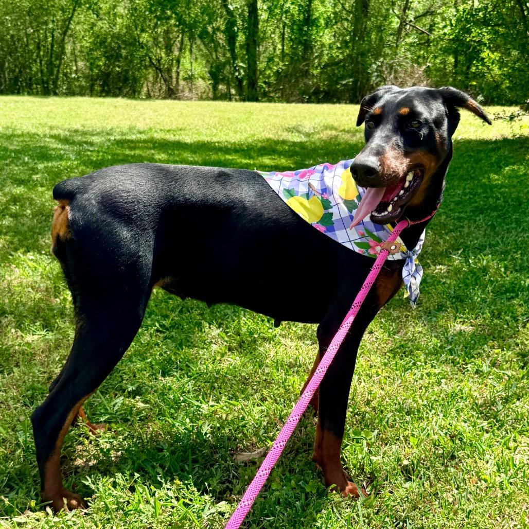 Phonic, an adopted Doberman Pinscher in Rockford, IL image 4/6