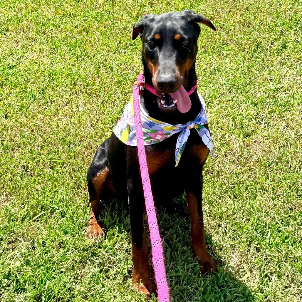 Phonic, an adopted Doberman Pinscher in Rockford, IL image 1/6